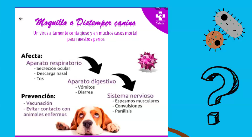 Veterinaria Clinica 4